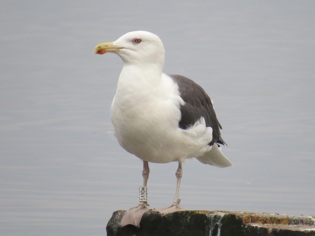 Beringte Mantelmöwe (Foto: F. Joisten)