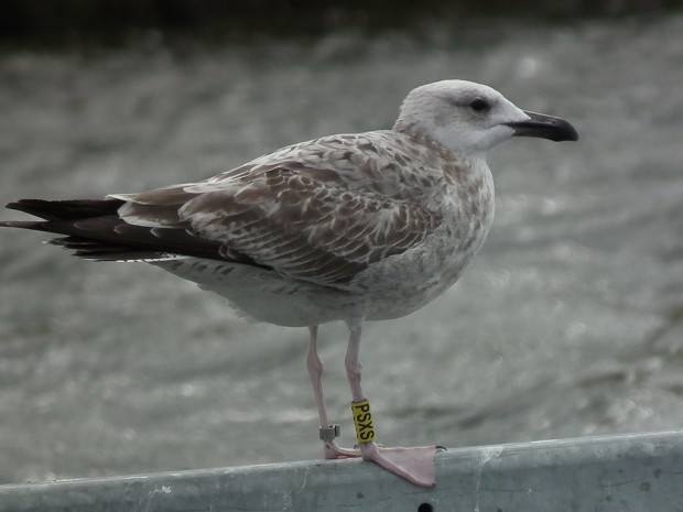 beringte Steppenmöwe (Foto: F. Joisten)