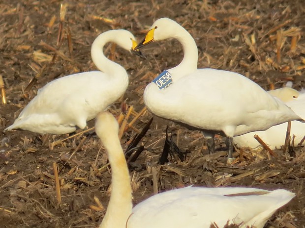 halsberingter weibl. Singschwan (Foto: F. Joisten)