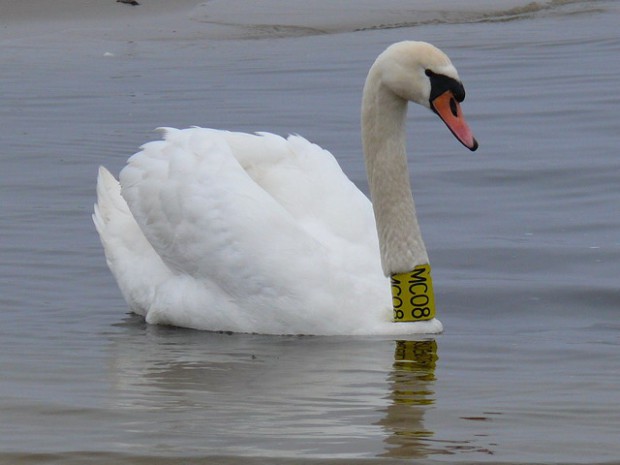 halsberingter Höckerschwan (Foto: F. Joisten)