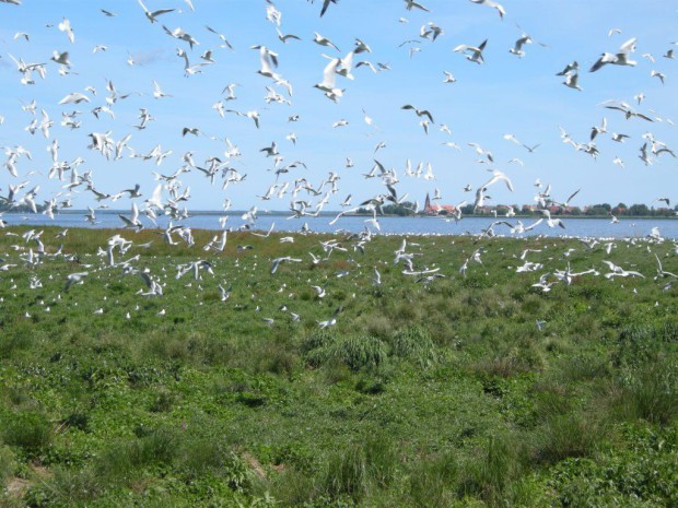 Lachmöwenkolonie auf dem Riether Werder (Foto: A. Adamowicz)