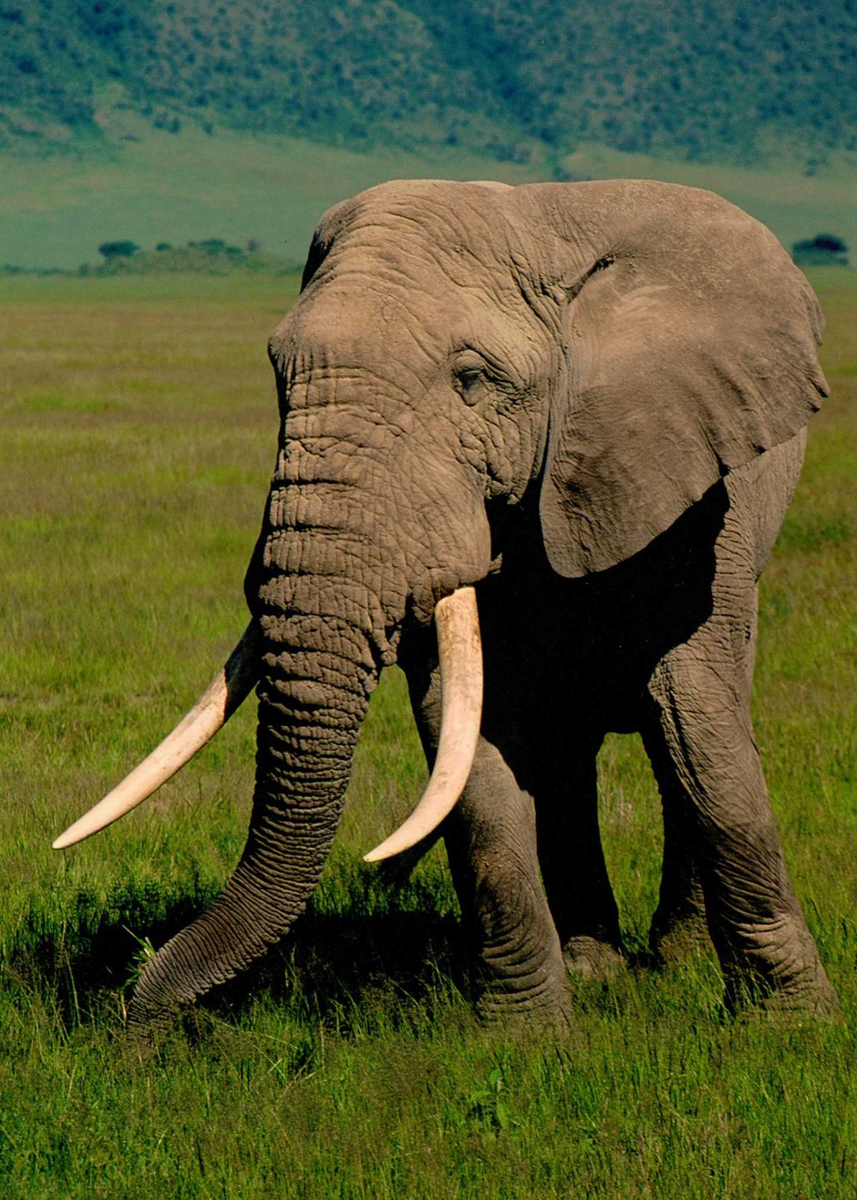 12.12.03 Ngorongoro-Krater Südafrika (Foto: Hans-Arno Ulrich / Horst Schröder (†)