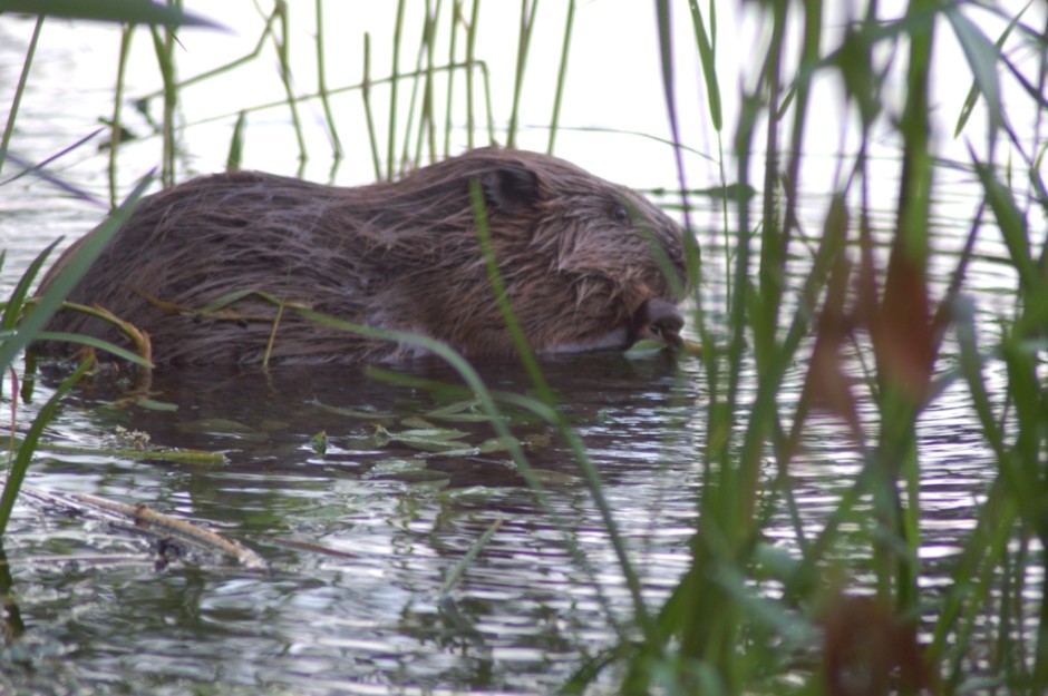 Europäischer Biber