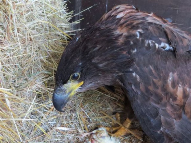 Der junge Adler in seinem Quartier (Foto: J. Krüger)