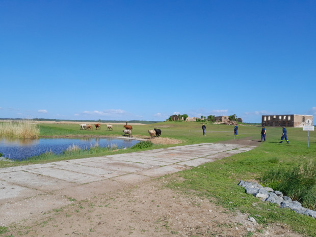 Im Galopp wird die Weide für den Sommer erobert