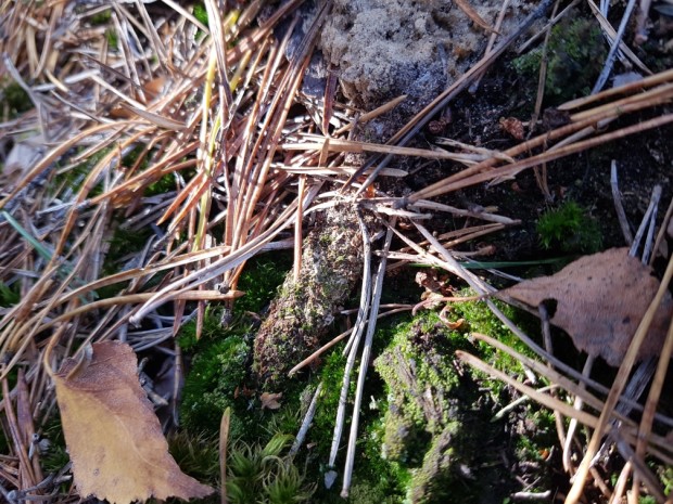 Fangschlauch der Tapezierspinne (Foto: Naturpark-Archiv)