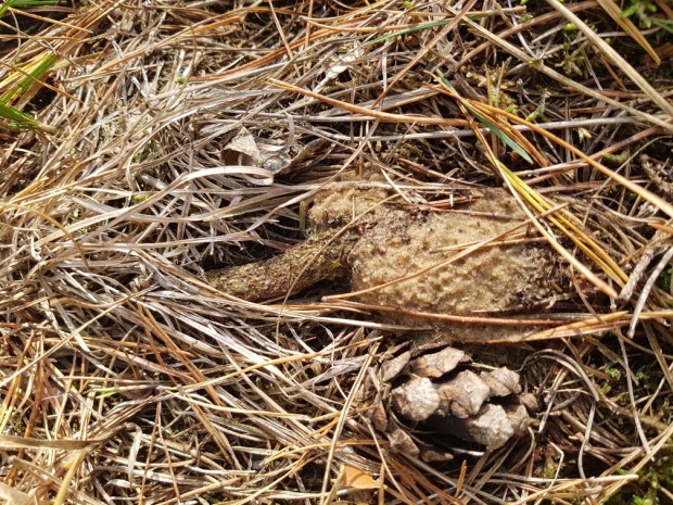 gut getarnter Fangschlauch der Tepezierspinne (Foto: Naturpark-Archiv)