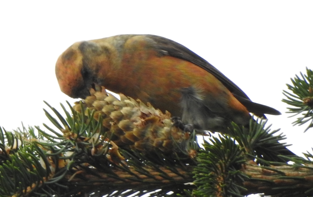 Fichtenkreuzschnabel (2)