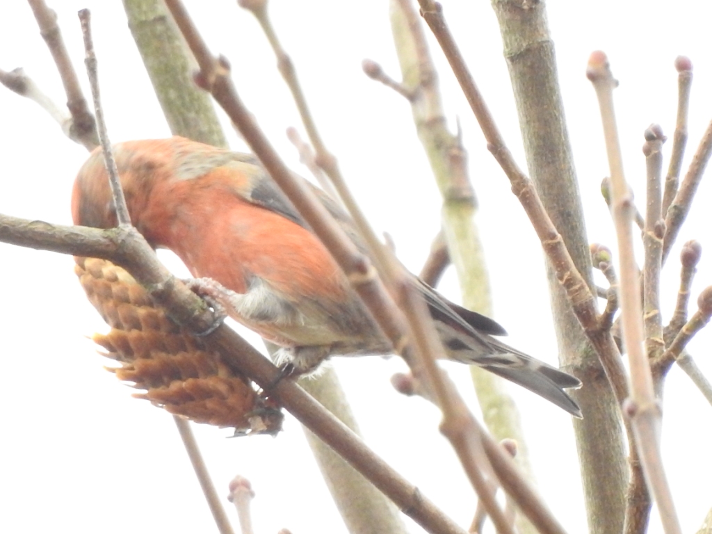 Fichtenkreuzschnabel (3)