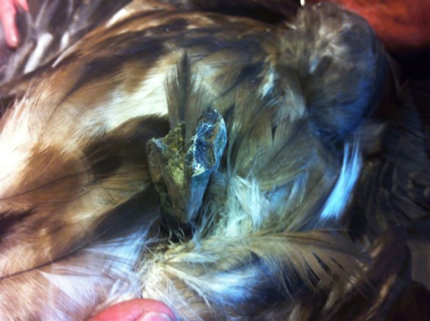 Hier ist der Grund für die Flugunfähigkeit zu erkennen (Foto: J. Krüger)  