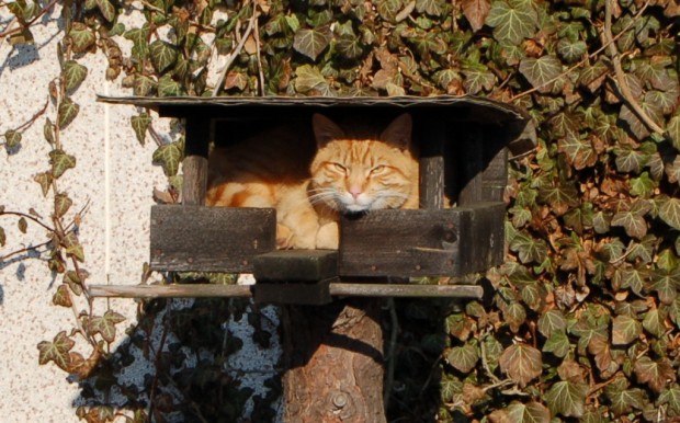 Am Futterhaus