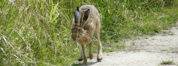 Feldhase (Foto: Naturpark Archiv)