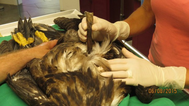 Tierärztin Kutsch bei der Versorgung des Patienten (Foto: J. Krüger)