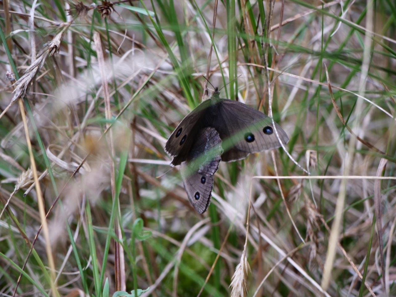 Eine nächste Generation des Blaukernauges scheint gesichert zu sein (Foto: J. Henke)