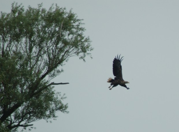 abfliegender Seeadler (Foto: Naturpark-Archiv)