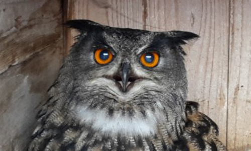 Uhu in seiner Transportbox (Foto: Naturpark-Archiv)