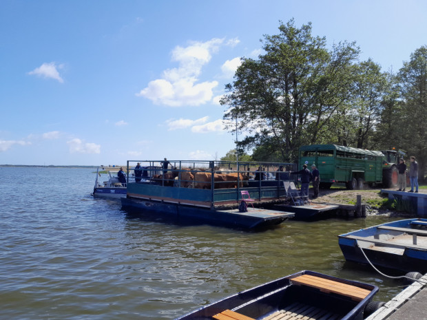 Verladen der Rinder im Hafen von Rieth