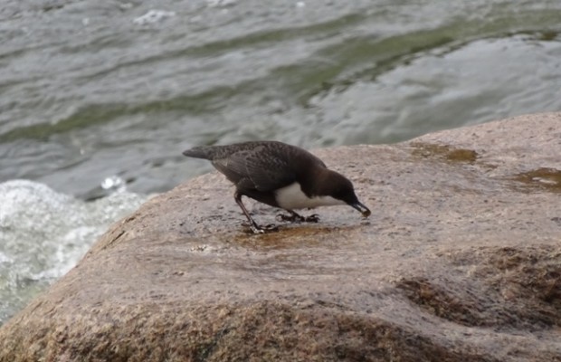 Wasseramsel bei der Nahrungsaufnahme (Foto: Naturpark-Archiv)