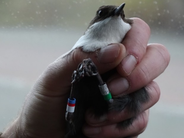 Beringte Wasseramsel (Foto: Naturpark-Archiv)