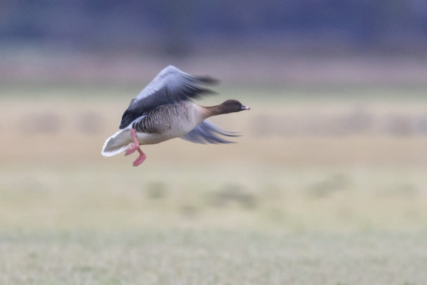 Kurzschnabelgans (Foto: Gunther Ziegler)