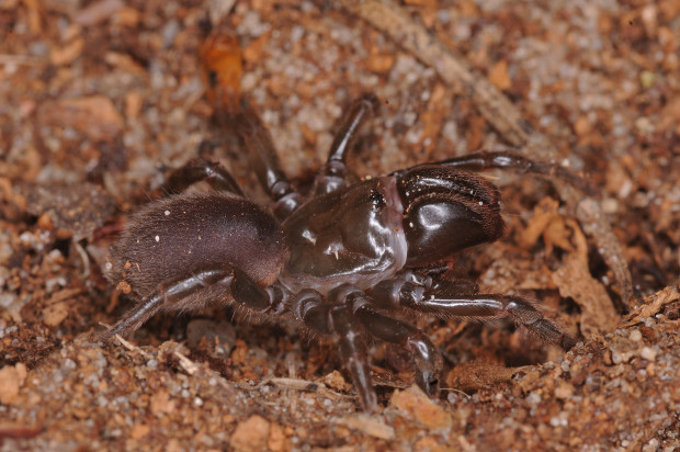 Gemeine Tapezierspinne - Atypus affines (Foto: W. Polzin)