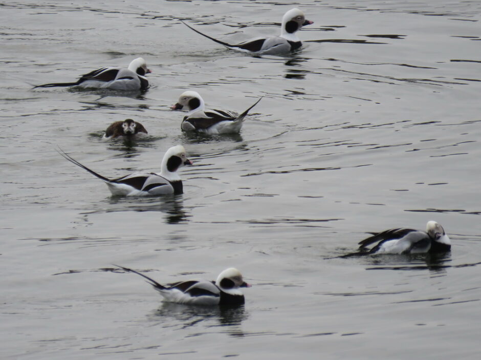 Eisenten auf dem Haff