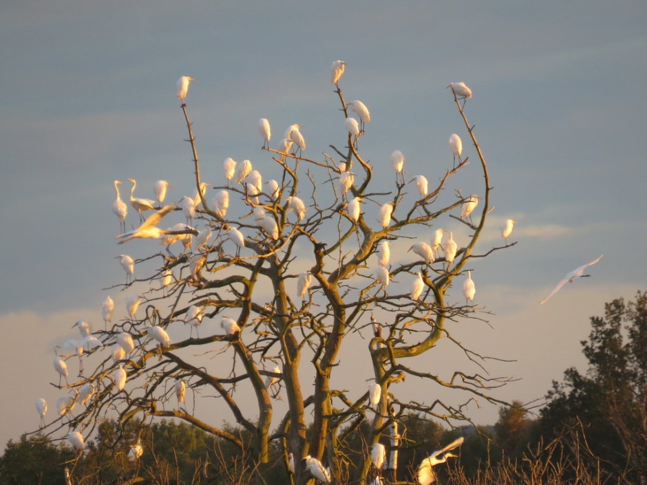 ...Silberreiher (Foto: F. Josten)