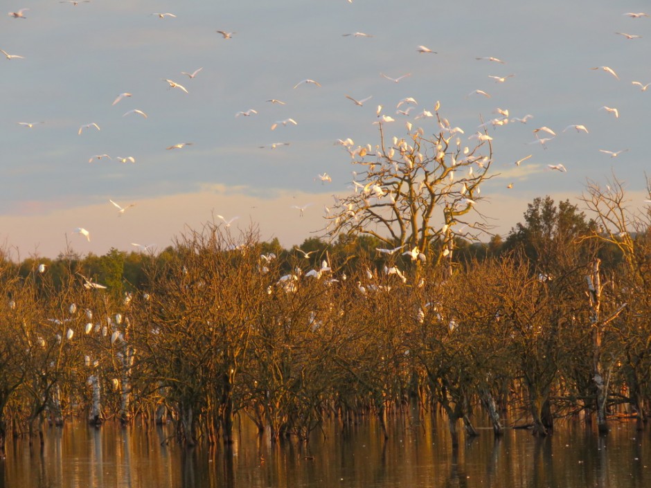 Silberreiher am Galenbecker See (Foto: F. Joisten)