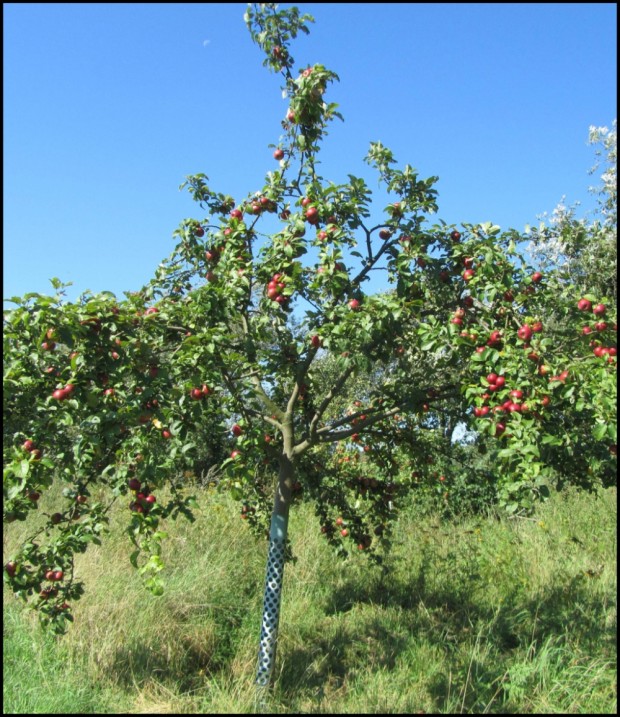 "Äpfel für das Volk" (Foto: Pamela Weber Umwelt- und Naturschutzamt Pankow)
