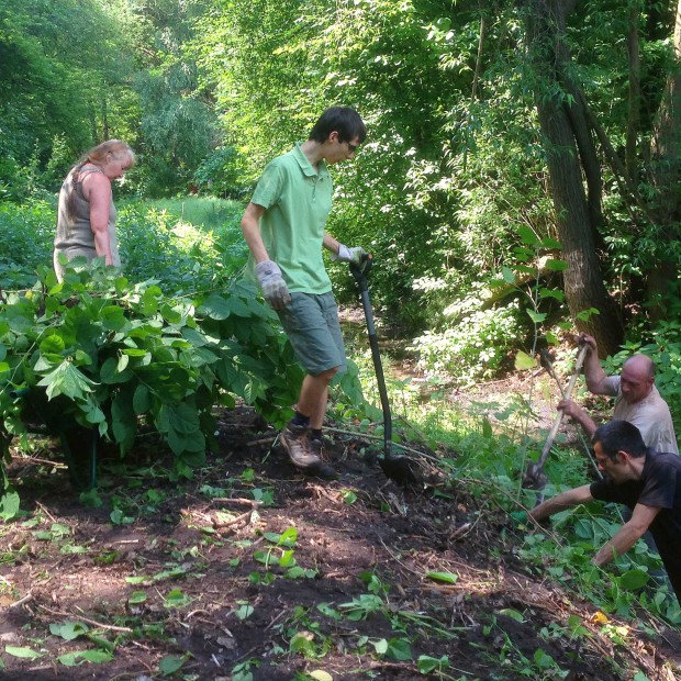 Kindelsee japanKnöterich2 620x620 Kindelsee japanKnöterich2 620x620 Mit Spaten und Hacke im Naturschutzgebiet erfolgreicher Arbeitseinsatz im NSG Kindelsee Springluch