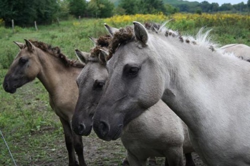 Pferde auf der Weide