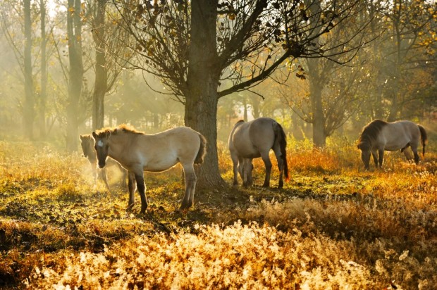 Landschaftsgärtner im Galopp - Waldweide am Stadtrand (Foto: Frank Liebke)