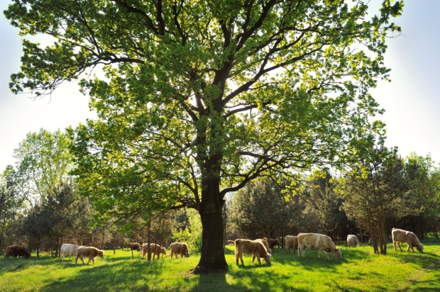 E+E-Vorhaben Hobrechtsfelde / Waldweide