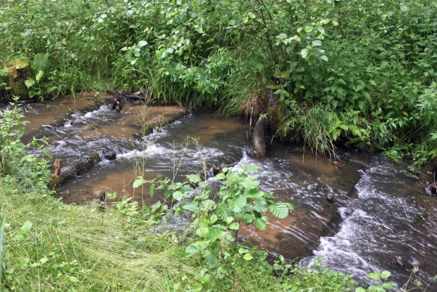 Plätschern im Naturpark: Wer den Wanderweg von Spechthausen Richtung Schönholz erkundet, sollte am Nonnenfließ einen Stopp einlegen und ein wenig dem Lauf des Wassers zusehen – nur einer von vielen landschaftlichen Hinguckern im Naturpark Barnim. (Foto: Naturpark Barnim)