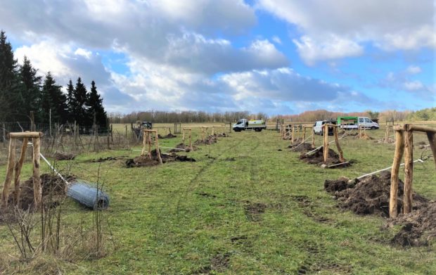 Obstbaumpflanzung bzw. Anlage einer Streuobstwiese durch Firma ÖLF aus Gartz an der Oder (Foto: Alfred Hesse)