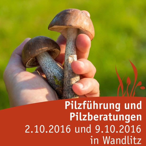 Pilzführung im Herbst in Wandlitz (Foto: Tourismusverein NP Barnim e.V.)