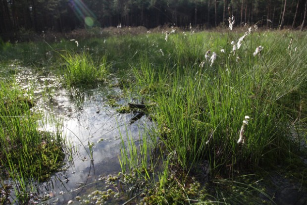 Das Rabenluch, ein kleines Kesselmoor in der Nähe von Biesenthal. Durch die Renaturierung der Moore werden die Grundwasserspeicher aufgefüllt – eine in Hinblick auf langfristige Klimaveränderungen dringend gebotene Maßnahme.