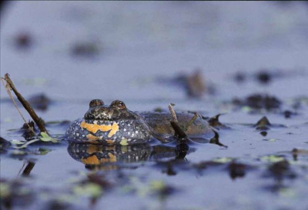 Die Rotbauchunke - Wappentier des Naturparks Barnim