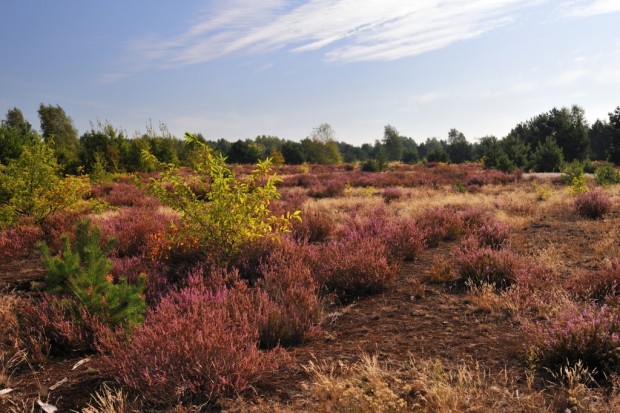 Caluna Heide in Blüte im Jahr 2008 (Foto: Frank Liebke)