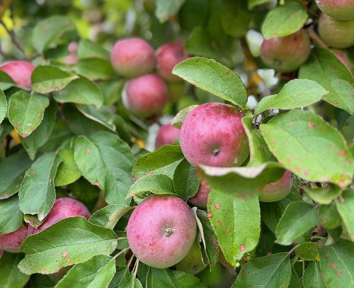 Äpfel am Baum