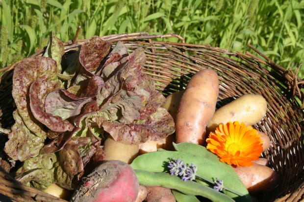 Die Vielfalt unseres Schaugartens Die Vielfalt unseres Schaugartens