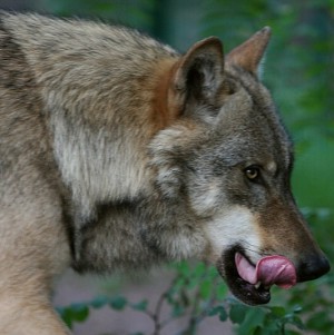 Eröffnung der Wolfsausstellung im Naturpark Barnim am 28. September 2015