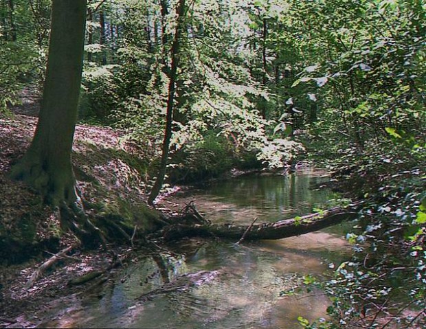 Ein Stück Naturpark - Das Nonnenfließ