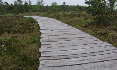 Holzbohlenweg durch das Schwarze Moor Holzbohlenweg durch das Schwarze Moor Geführte Wanderung durch das Schwarze Moor