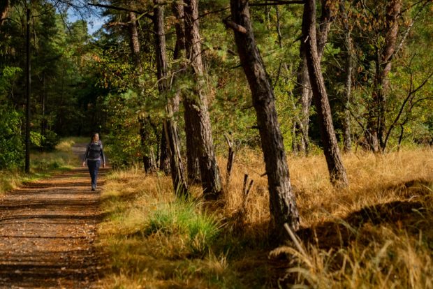 Wandern auf dem Bergischen Weg bei Rösrath.