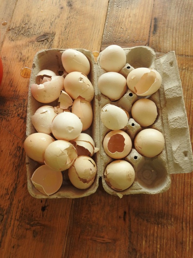 Aus den mitgebrachten Eiern wurde Rührei gemacht (Foto: Inga Dohmann)