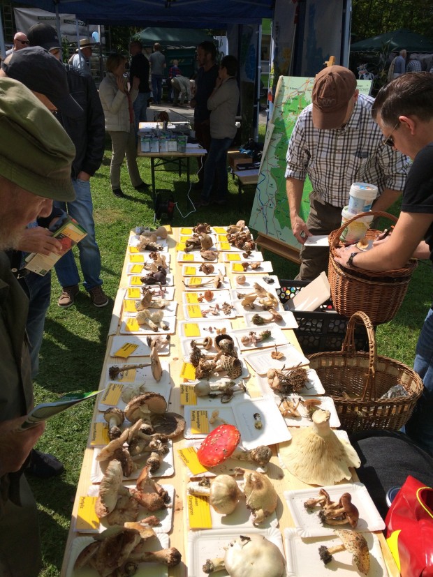 Die Pilzausstellung auf dem Bergischen Landschaftstag (Bild: Naturpark Bergisches Land)