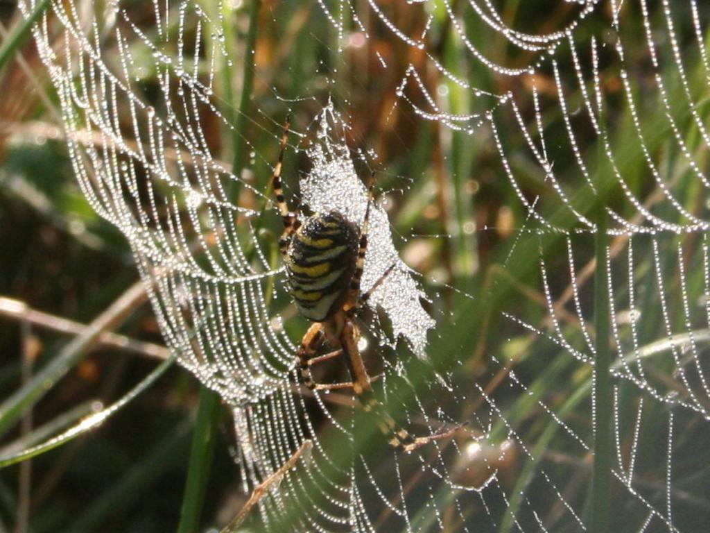 3294 Wespenspinne mit Perlennetz – © VDNIlka Ocker - Lüneburger Heide