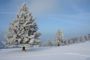 A never-ending winter – © VDNAndy72 – Südschwarzwald