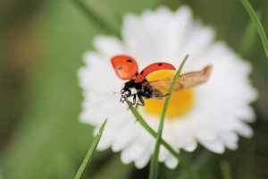 Klicken Sie auf das Bild des Tages im Fotoportal: Abflug in den Frühling - © VDNSigrid Schiller-Bauer – Bayerischer Wald
